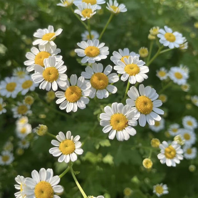 Chamomile Seeds - Verdseeds